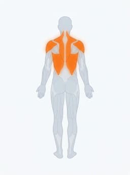 Body map highlighting lats, upper back, biceps