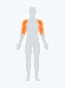 Body map highlighting shoulders, triceps