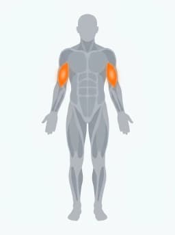 Body map highlighting biceps, forearms