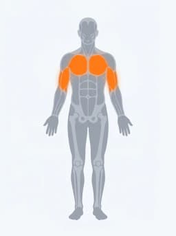 Body map highlighting chest, triceps, shoulders