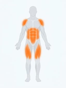 Body map highlighting lower abs, hip flexors