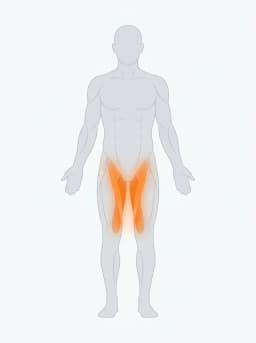 Body map highlighting inner thighs (adductors), groin, hips