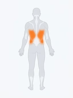Body map highlighting obliques, side body